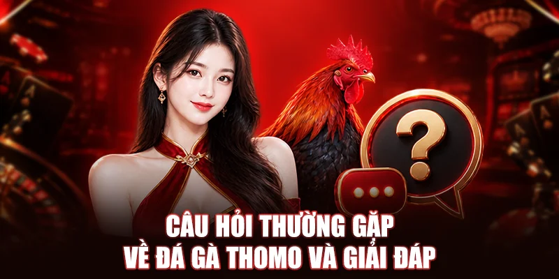 Câu hỏi thường gặp về đá gà Thomo và giải đáp
