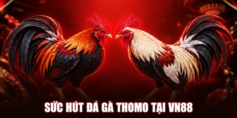 Sức hút đá gà Thomo tại VN88